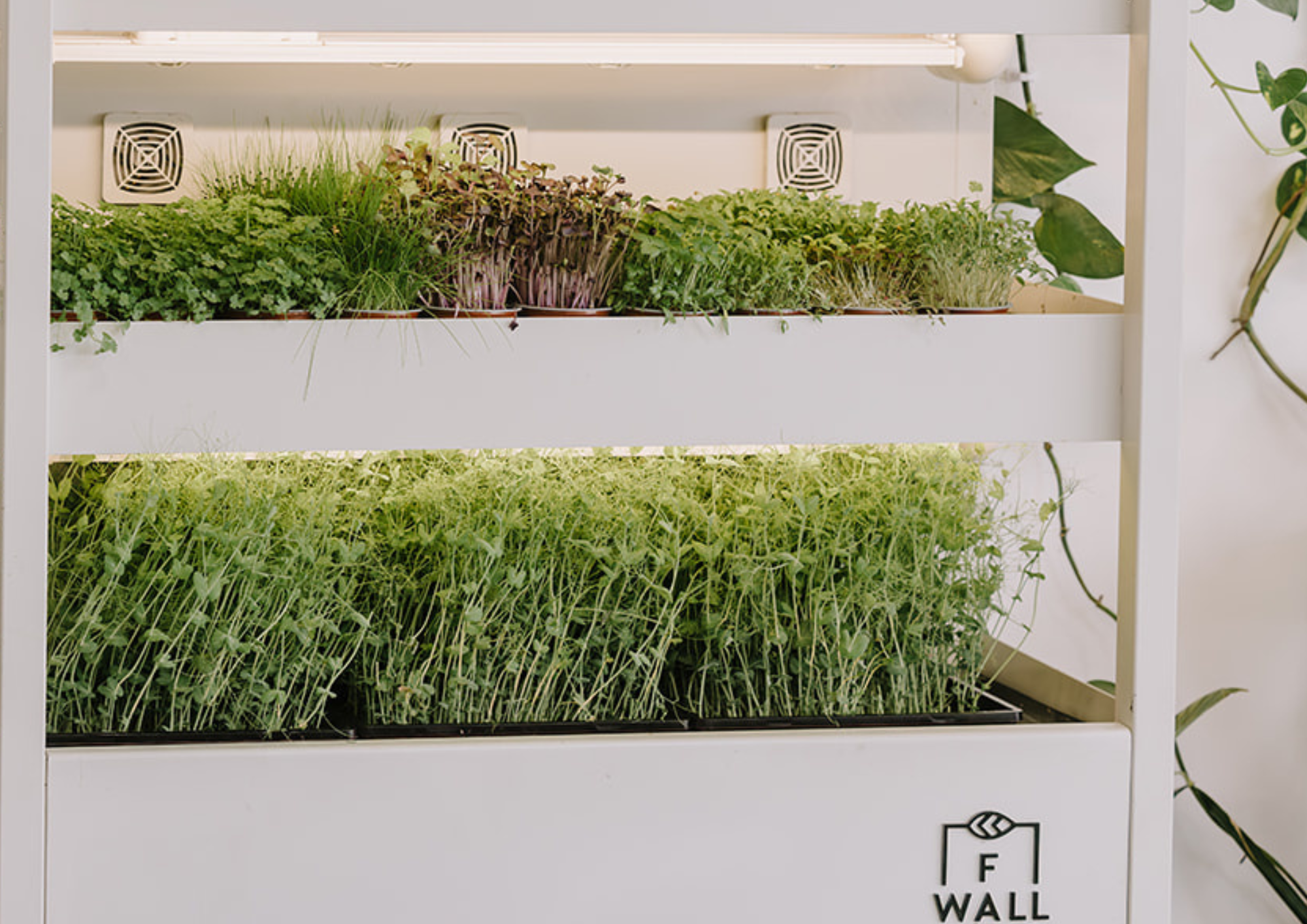 A Farmwall unit growing trays of fresh microgreens and herbs indoors