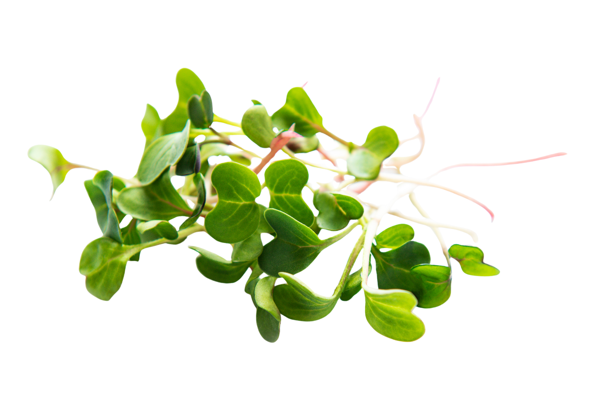 A handful of freshly harvested radish microgreens